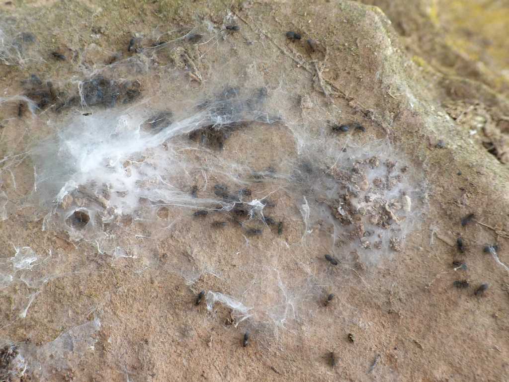 Lycosoides coarctata con ovisacco (ovisacchi?) - Tolfa (RM)
